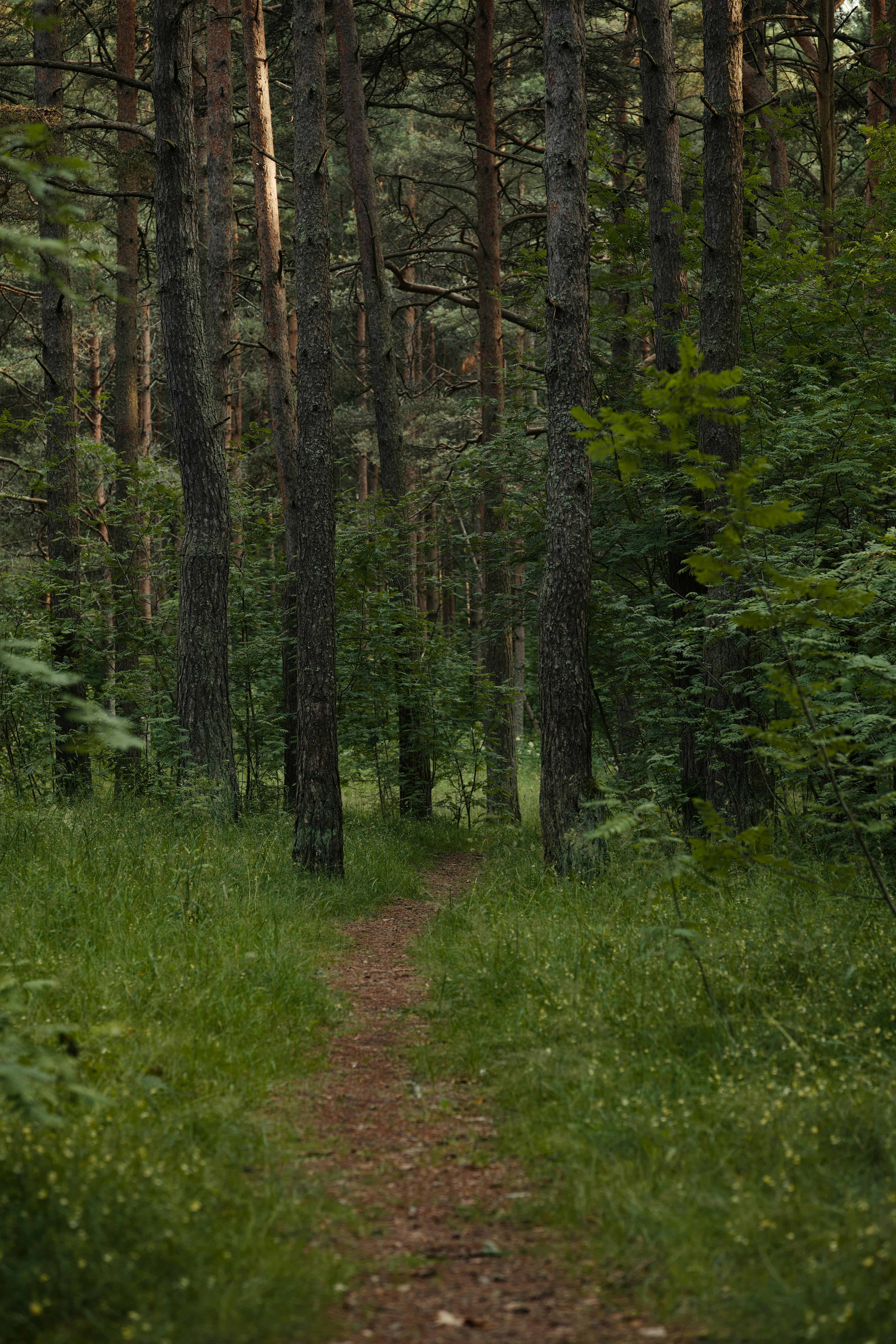 ダウンロードアイコン商用OK 無料 シンプルなフリーアイコン素材サイトSATO ICONS丸みのあるアウトラインとシルエットのアイコン集 商用利用可能