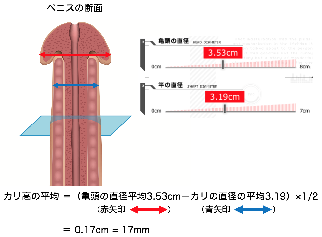 日本人の平均ペニスサイズはこれだ！ 全体の長さ：平均13.56cm 亀頭の直径：平均3.53cm 竿の直径：平均3.19cm