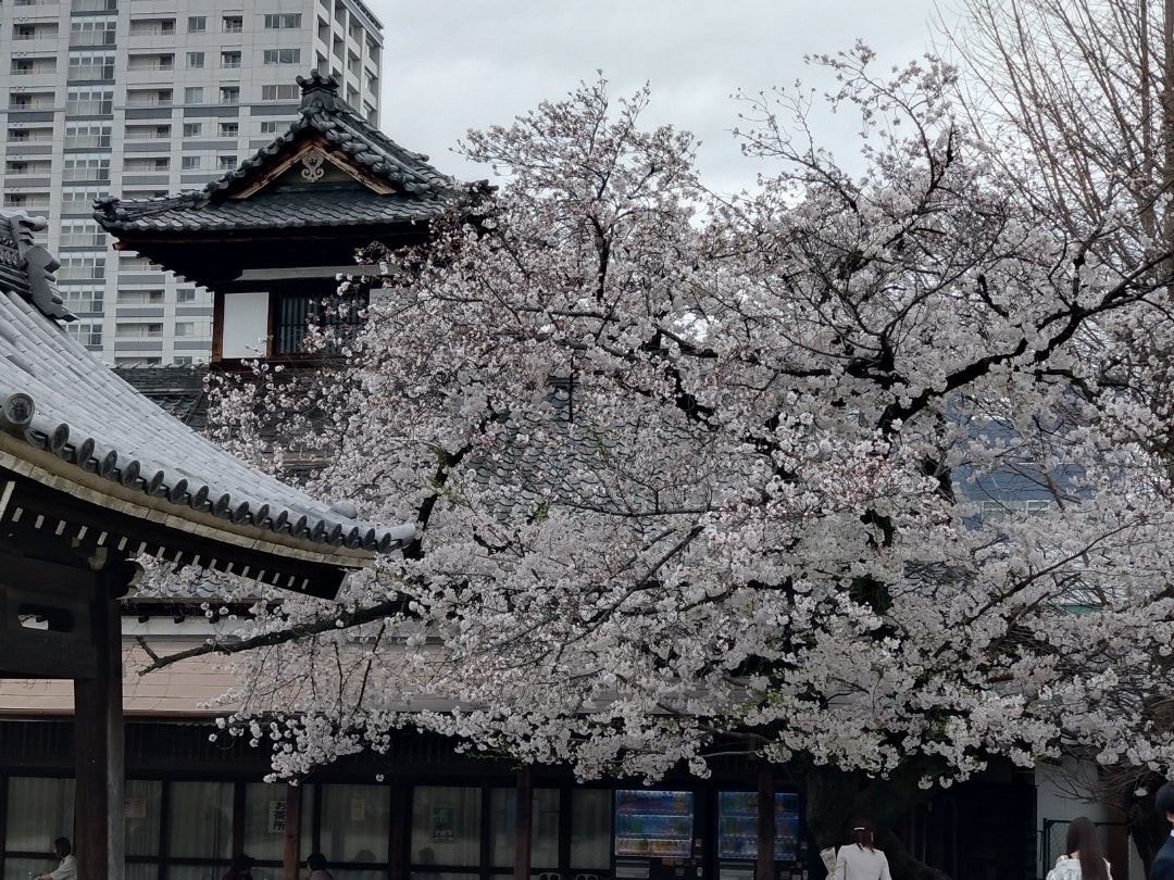 桜 - ワールドウィング名古屋東別院