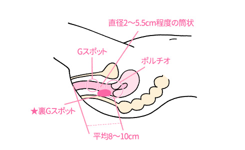 女性器の上付き・下付きの違いやチェック方法は？ それぞれの気持ちいい体位って？ ｜