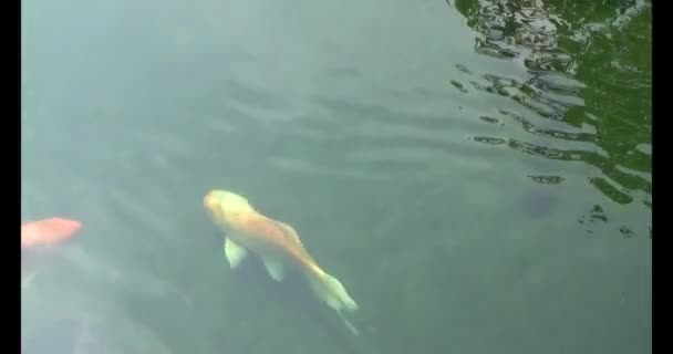 金魚の写真素材」のテクスチャを無料ダウンロード 1 フリーテクスチャ BEIZ images