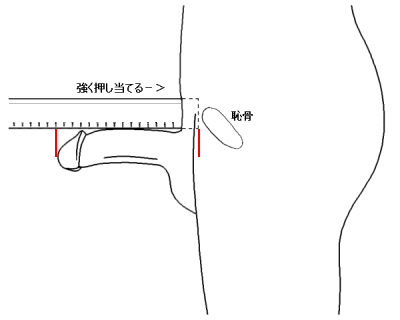 【ペニス図鑑】正しい測り方と硬さ・種類・長さ！