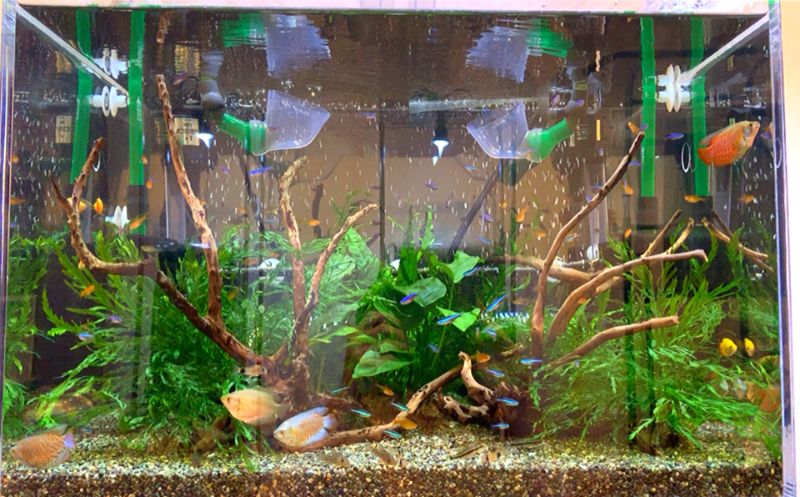 バックスクリーンは作るものだと公式が言い出したぞ！長生きさせる金魚の飼い方