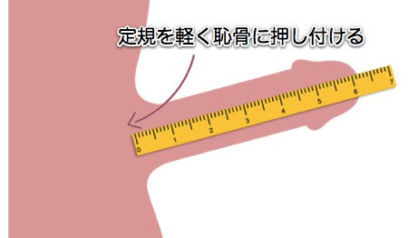 巨根サイズはどこから？】15cm以上、500円玉より太ければデカチンと言える｜あんしん通販コラム