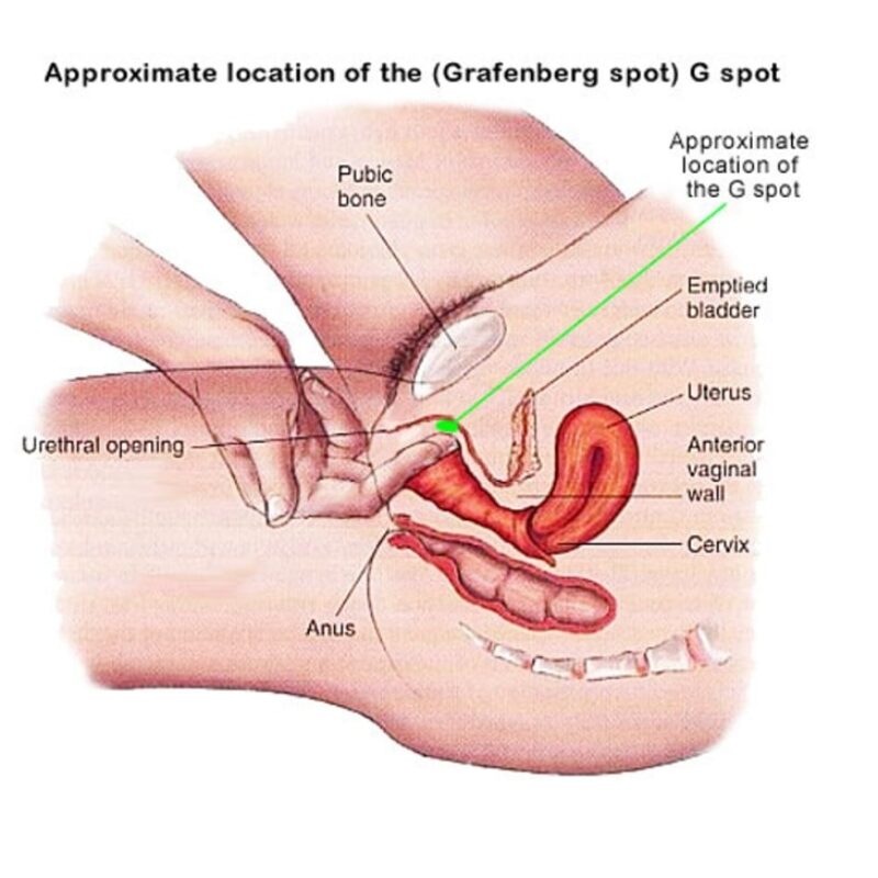 Gスポット開発とは？場所と位置の見つけ方 - 夜の保健室