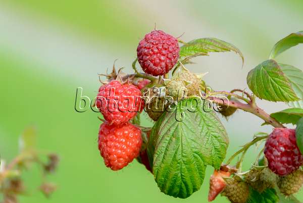 Buy Raspberry Aroma