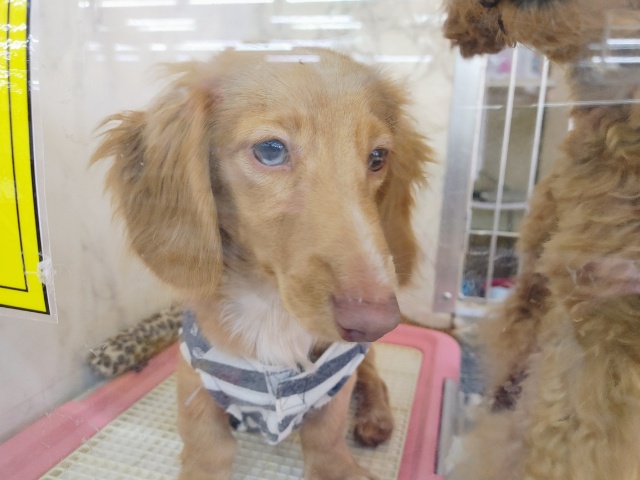 獣医師監修 猫の目の色の種類と、 注意すべき目の色PECO ペコ