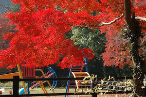 土浦市の紅葉名所、もみじ・イチョウ等紅葉おすすめスポット:茨城VRツアー