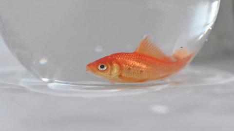 金魚無料テンプレートデザイン。イラストや画像付きも豊富 - Canva キャンバ