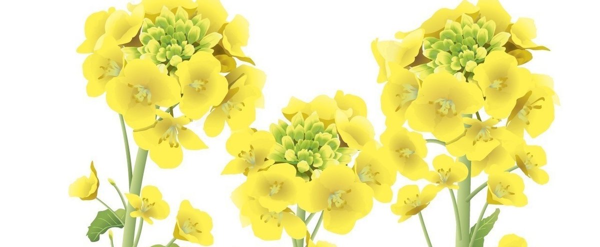 Illustrator イラレで梅の花を簡単に作る方法 Adobemoku review