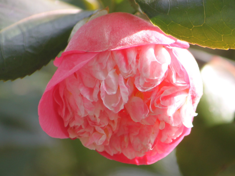 ４月：椿、桃、桜の「花の山」 | 栃木植物園 大柿花山