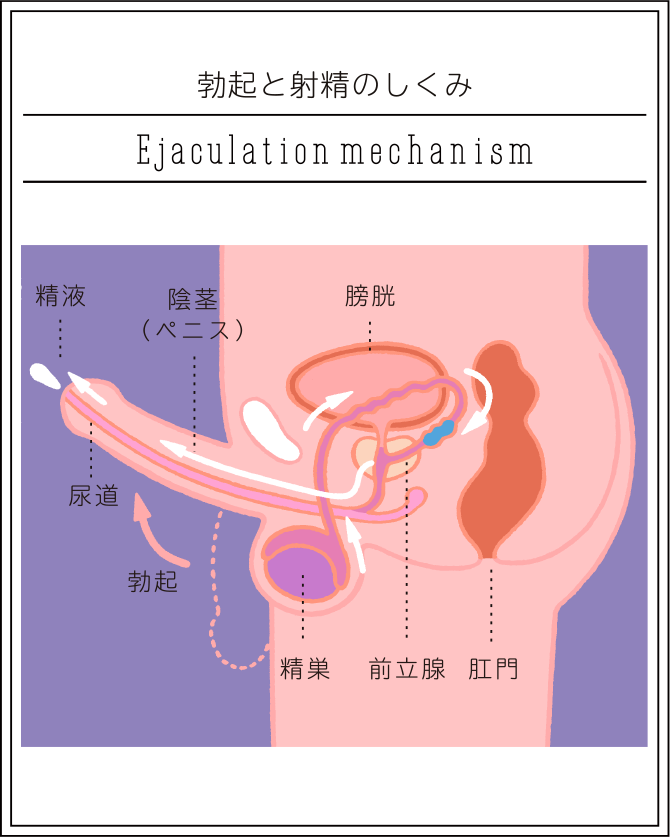 セックスってどうするの？ | SEXOLOGY