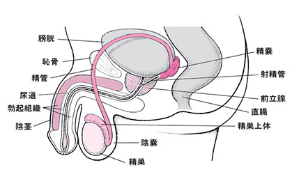 人気風俗嬢が教える！フェラチオのやり方！テクニックをイラスト解説♪ - バニラボ