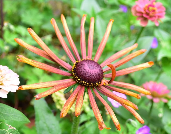 ルドベキア エキベキア ：エレクトラショック3.5～4号ポット の通販園芸ネット