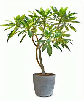 ボタニカルタッチ イラスト透過 PNG フリー素材，無料ダウンロード - Pikbest