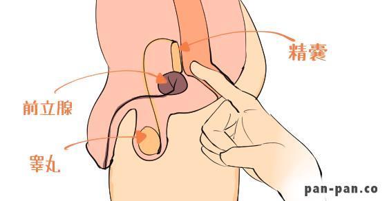 会陰オナニーの理論と方法 | 男性生殖器マニア