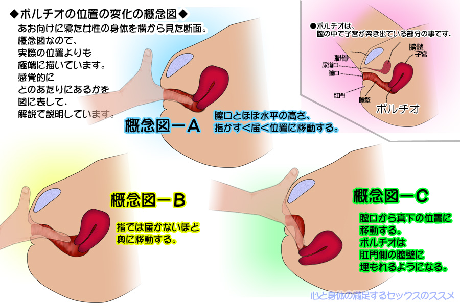 ポルチオを開発すると中イキできるかも！気持ちいい触り方やおすすめの体位をご紹介 | ファッションメディア