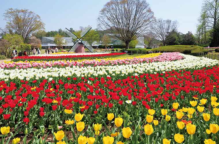 兵庫県】春の花畑スポット21選♪チューリップや菜の花など、名所から穴場までたっぷり紹介｜兵庫県はりまエリア(姫路・加古川など)の地域情報サイト｜TANOSU  [タノス]