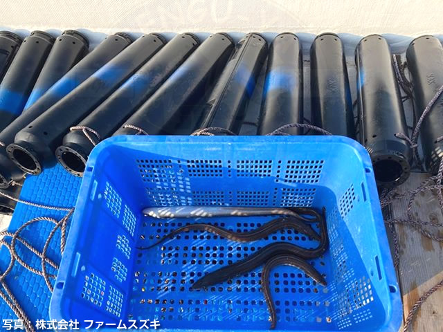 小柴の穴子筒漁 ～旬は冬、それとも夏？potatoihatove IIのスケッチブログ