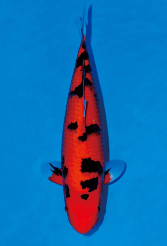 2024最新 秋ネイルに欠かせないべっ甲ネイル♪おすすめの色の組み合わせ8パターン人気ネイルデザイン24選