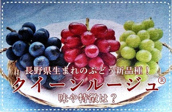 巨峰を味を色濃く引き継いだ赤葡萄 【 クイーンニーナ 】