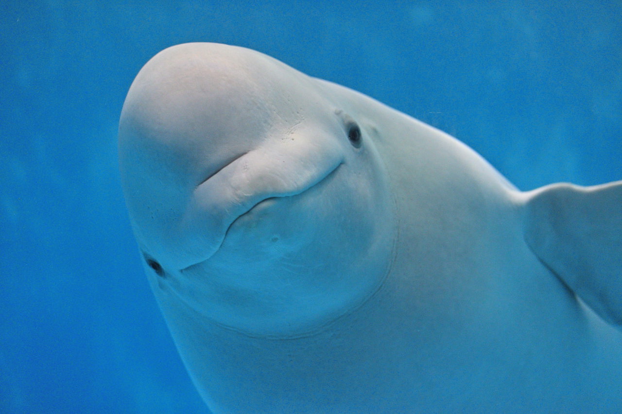 ダウンロードページ有名スタンプ取り放題