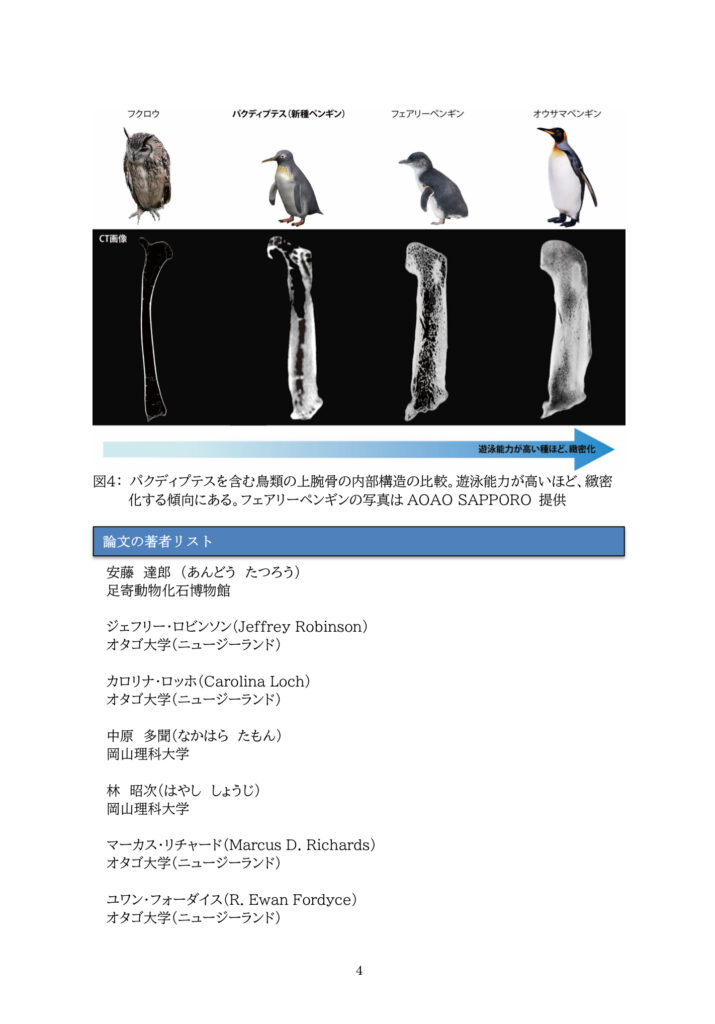 安藤達郎博士から「新種ペンギン化石」発見・論文発表のお知らせペンギン大学