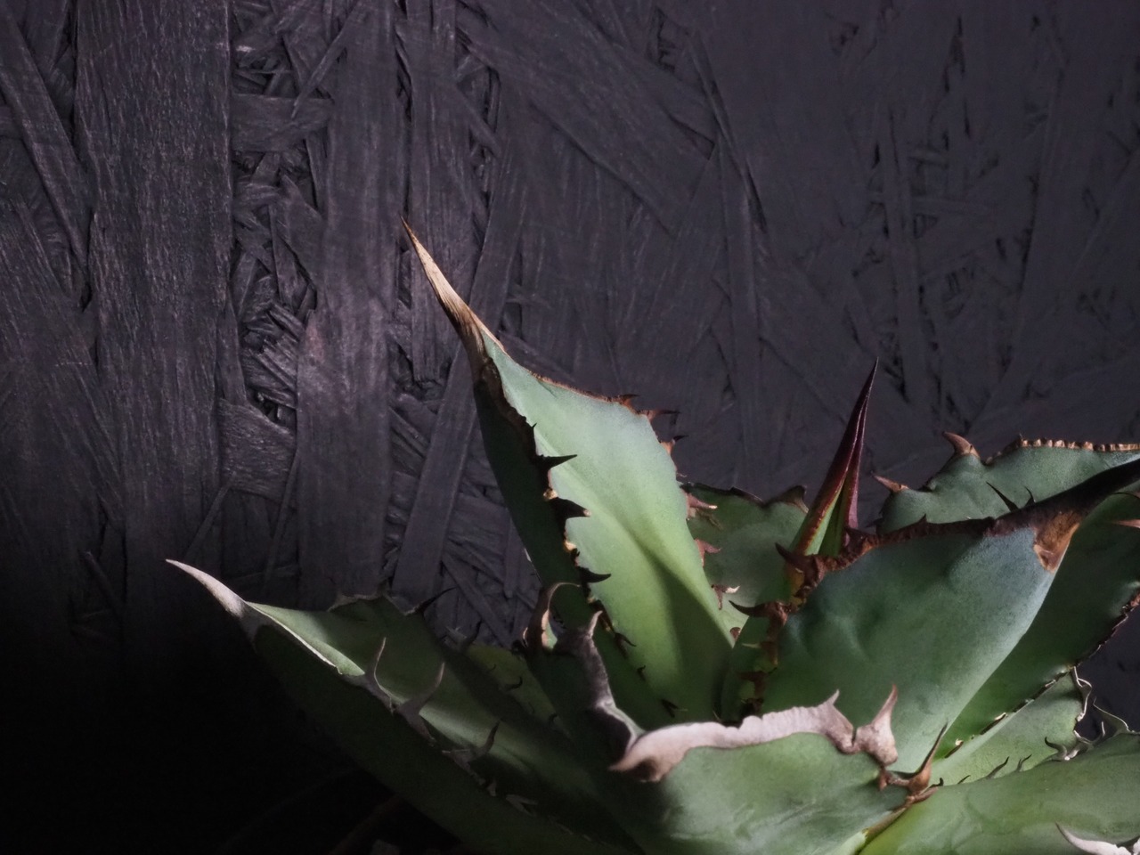 アガベ チタノタ スペード 黒桃 中株 アガベ チタノタ 黒桃覆輪 黒桃スペード錦