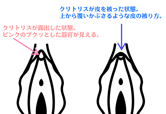 【クリトリス】痛くならない剥き方【大人の性教育】