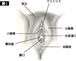 陰核（クリトリス）包茎術｜婦人科形成なら湘南美容クリニック【公式】