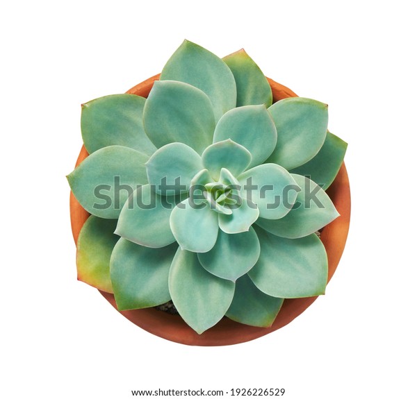 Amazon.co.jp: ヤマシタ YAMASHITAエギ エギ王 Q LIVE ベーシック 3.5号 20gオレンジ 夜光ボディ ピンクベリー B18 BOFP ルアー : スポーツ＆アウトドア