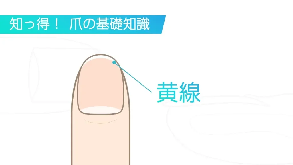 花のライン素材商用OKの無料イラスト素材サイト ツカッテ