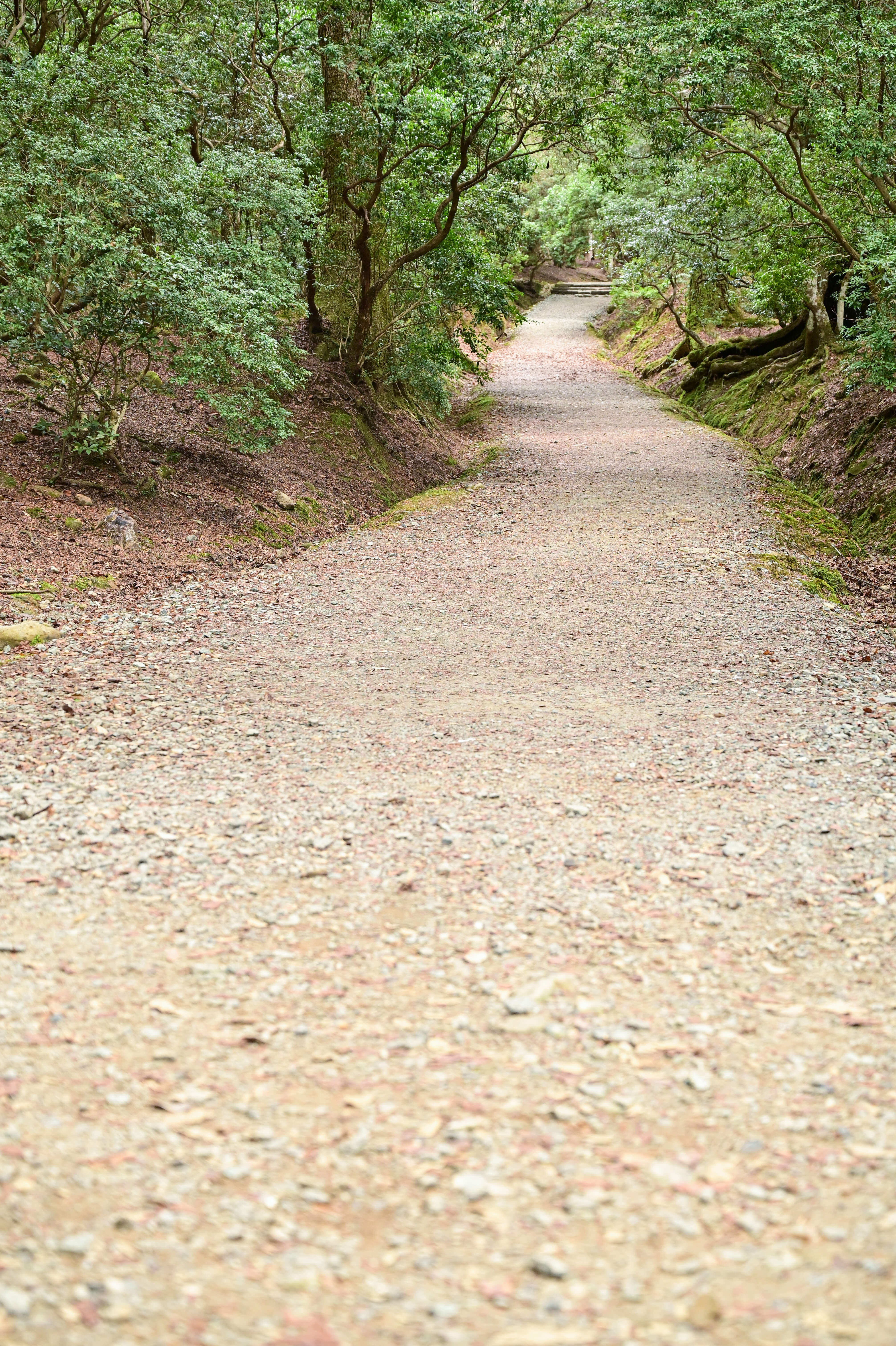 白い道 81623000191 の写真・イラスト素材アマナイメージズ