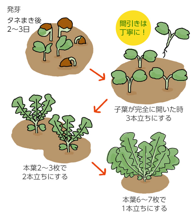 マッシュ オールバック やり方