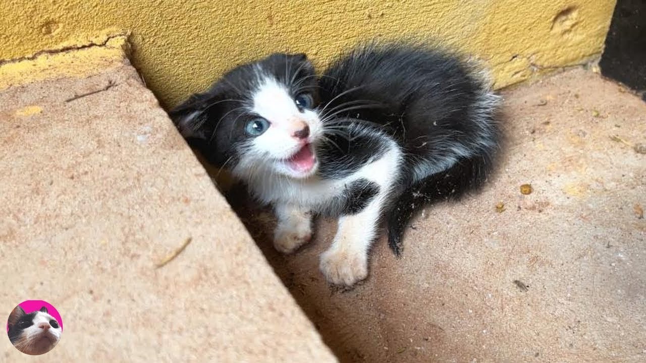 やんちゃな子猫谷九店｜谷町九丁目のホテヘル風俗男性求人【俺の風】