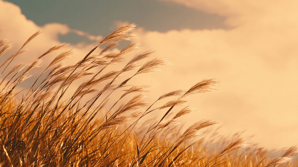 無料壁紙＆背景画像！おしゃれでミステリアスな魔方陣の壁紙素材「Free! Illustlation &くりえいてぃぶ」