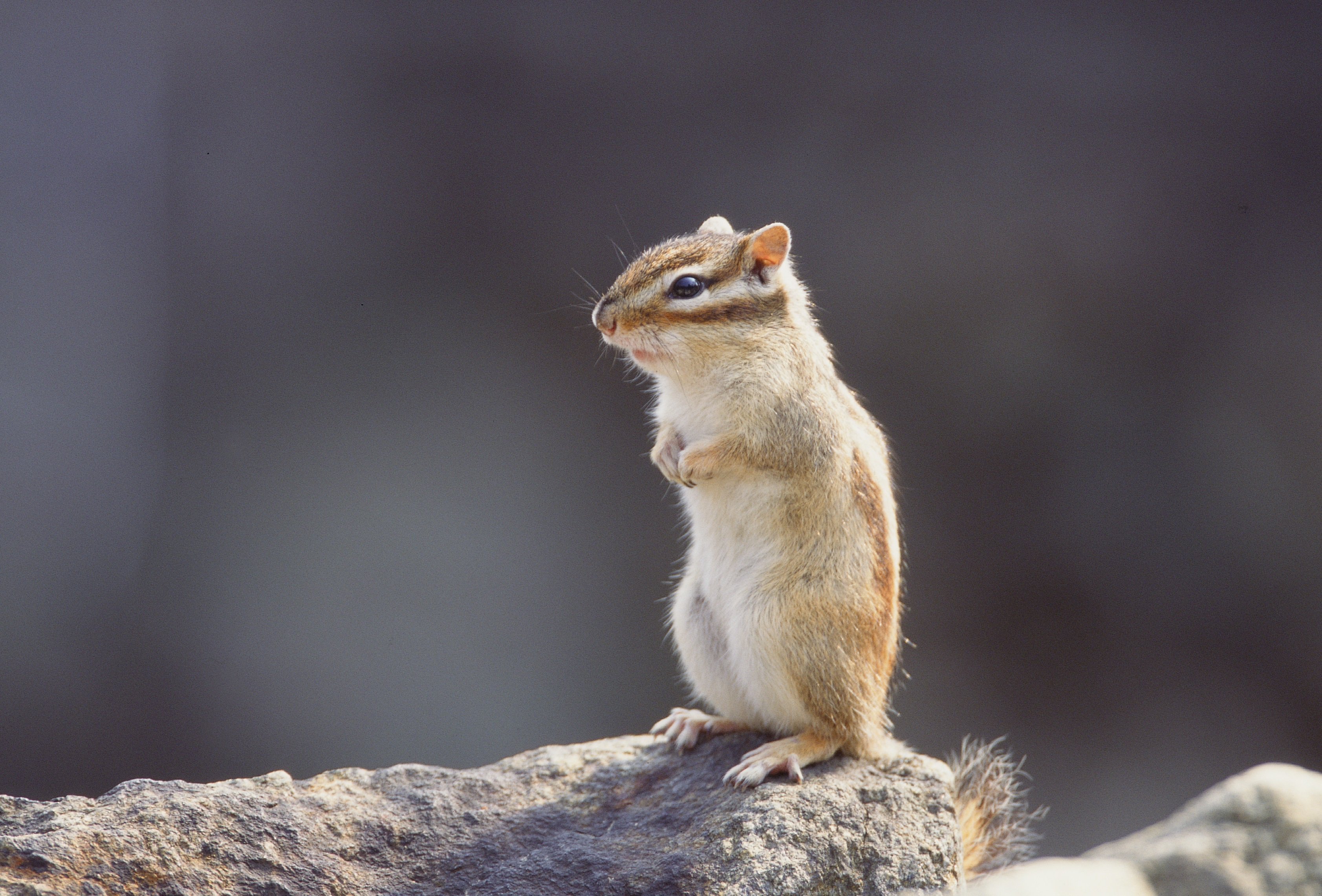 窓・とびら - 商用利用可能な写真素材・イラスト素材ならストックフォトの定額制ペイレスイメージズ