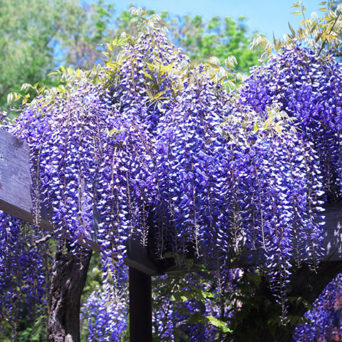 無料でダウンロード出来るカラーチャート 〜 「紫」編 〜 - ちょびねこblog