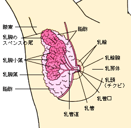 マンネリ解消！胸の性感帯「スペンス乳腺」を開発する方法 - フェムゾーンラボ