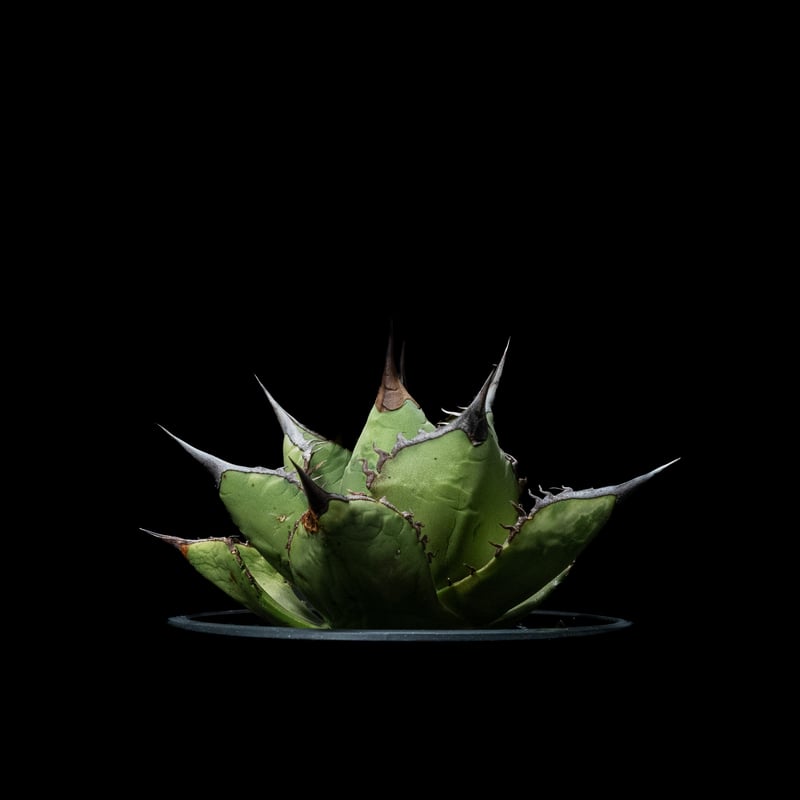 Lize血統 アガベチタノタ スペード 黒桃 子株 アガベ チタノタ スペード 黒桃 lize血統YT_PLANTS_IZUMI