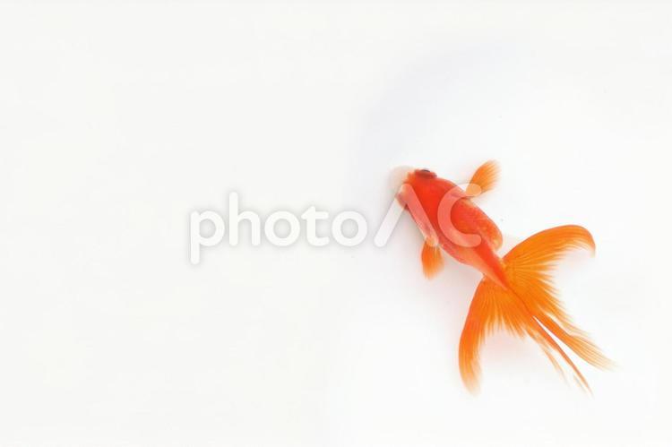 著作権フリー動画素材 商用利用可 金魚＜粒子＞ - YouTube