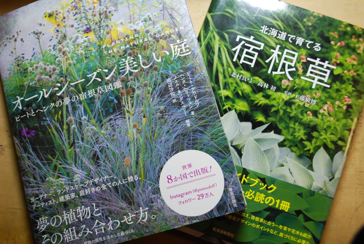 信州諏訪　アネモネ　モナリザホワイト　10本 | 新鮮お花問屋 Jp-Farmers.com