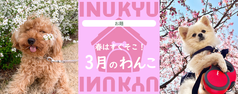 群馬県のチワックス(チワワ×ダックス)の子犬を価格や特徴で探す|ペットショップ探すならpetmi