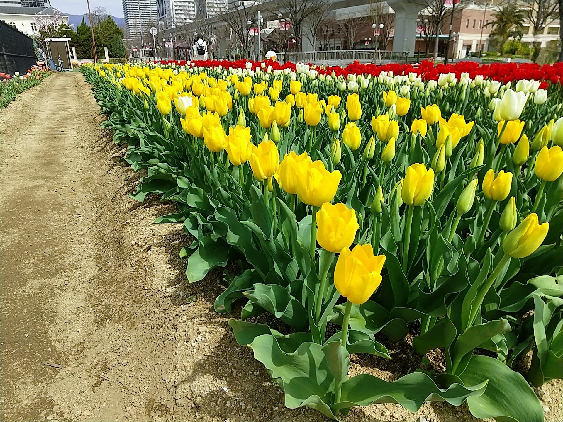 神戸の春を彩る – 色鮮やかなチューリップ | 神戸花物語