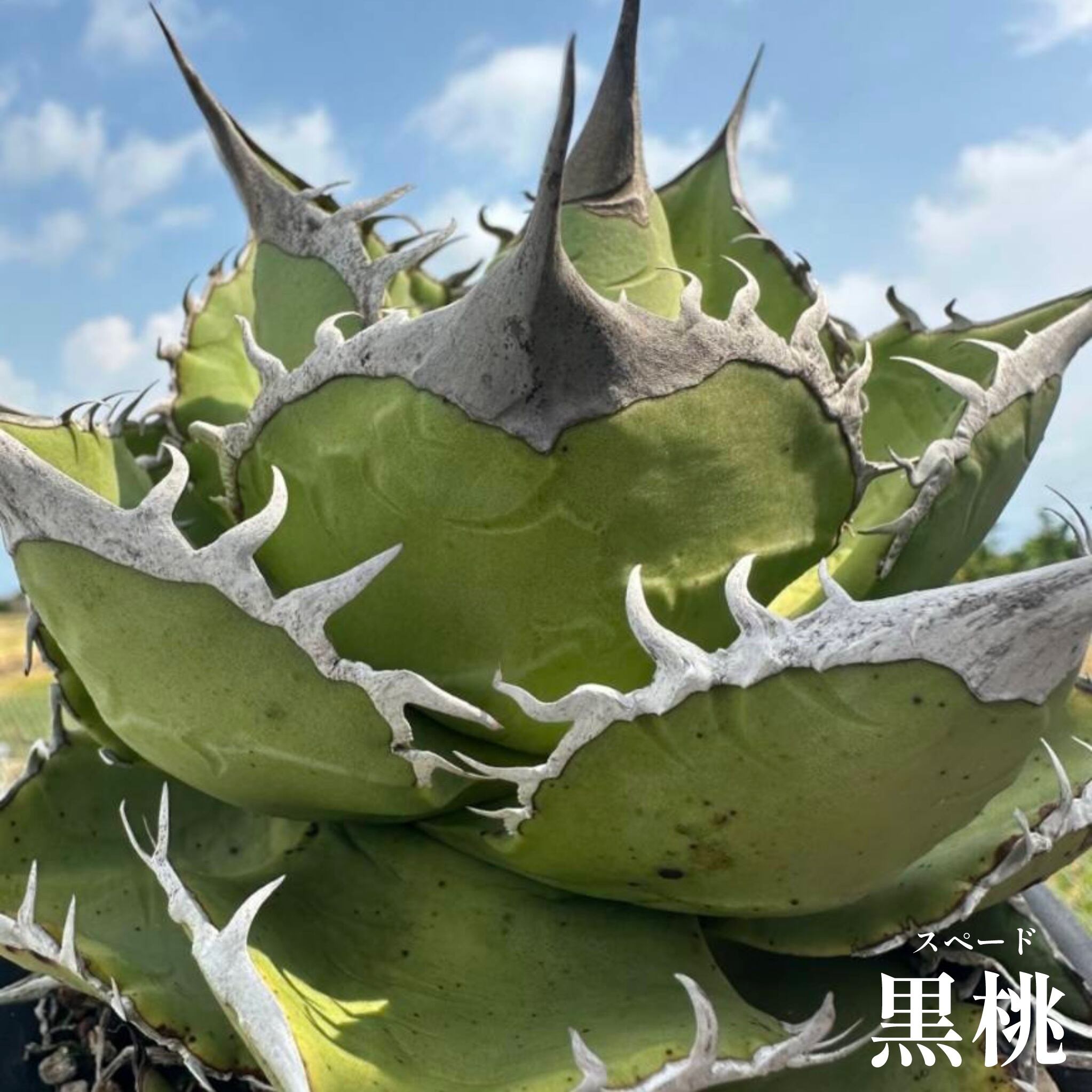 アガベ スペード 黒桃 中株検索 チタノタ