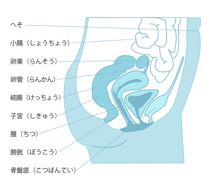 小陰唇の形や大きさの平均は？正しい位置とともに肥大化のセルフチェックを解説｜スワンクリニック銀座