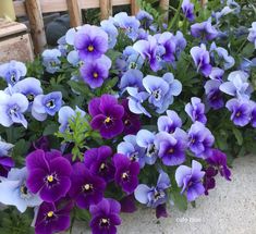 徒然庭日誌ビオラの魅力おとなのひまつぶし