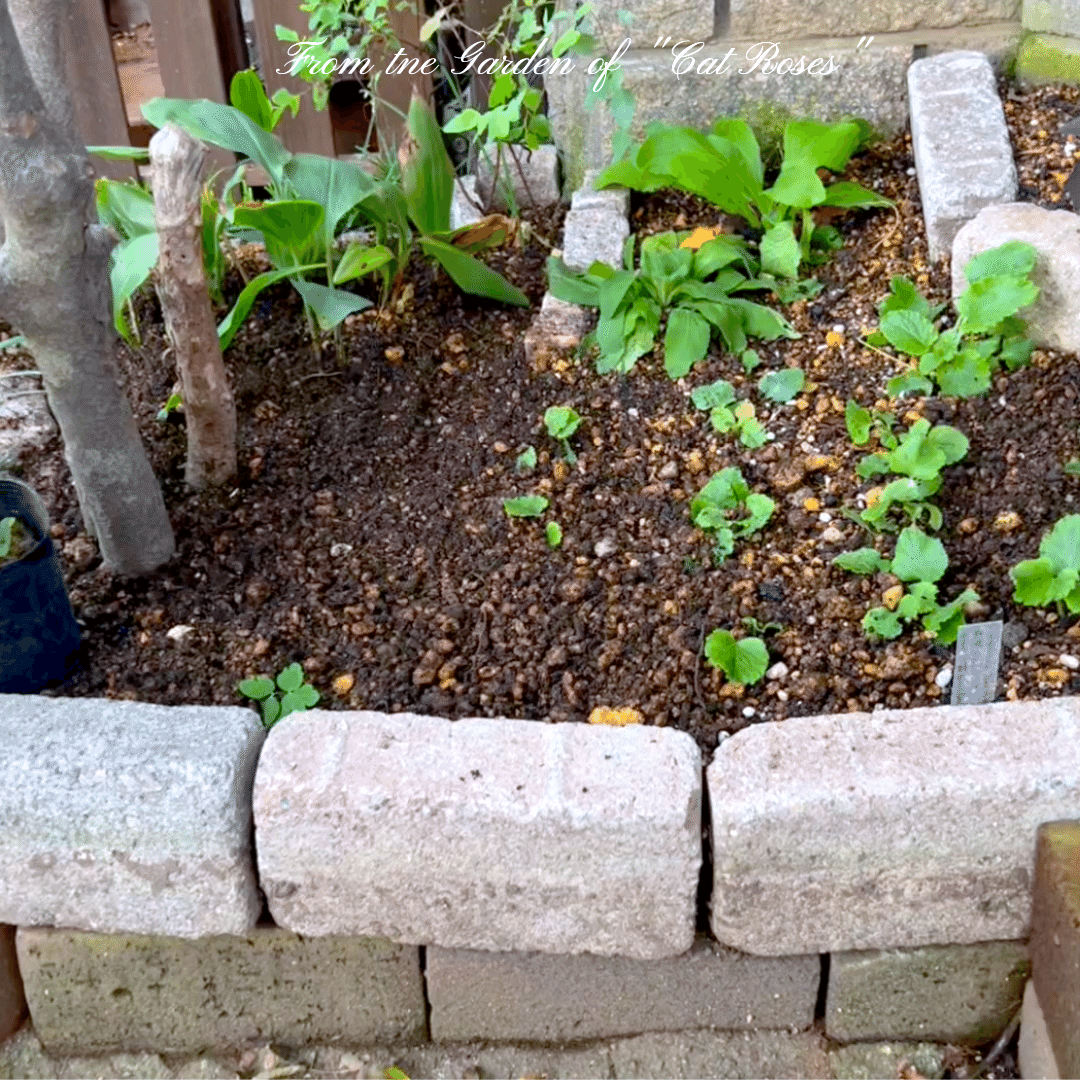 ピンコロを使ってDIY花壇作りCat rose 「ガーデニングブログ Cat Roseの庭より」