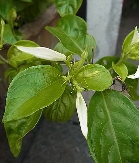 崑崙 こんろんオンラインはりきゅう院るーつ