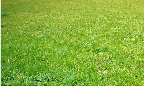 緑の草の芝生のシームレスなテクスチャ、背景JPG 無料ダウンロード - Pikbest